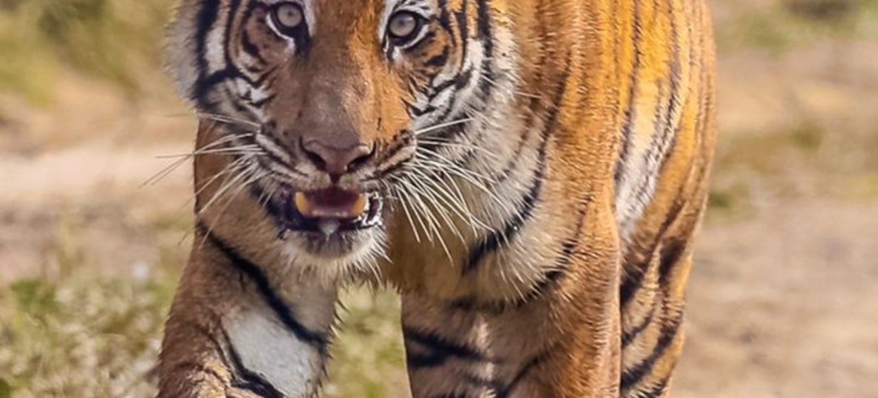 Royal Bengal tiger in Chitwan National Park during Nepal wildlife safari