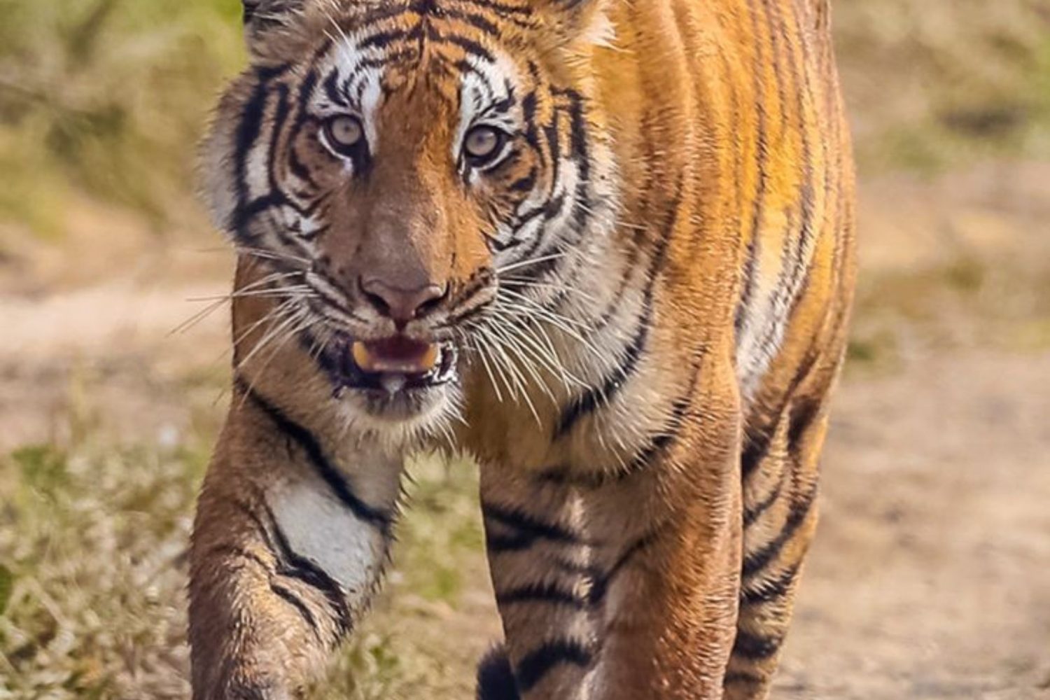 Royal Bengal tiger in Chitwan National Park during Nepal wildlife safari