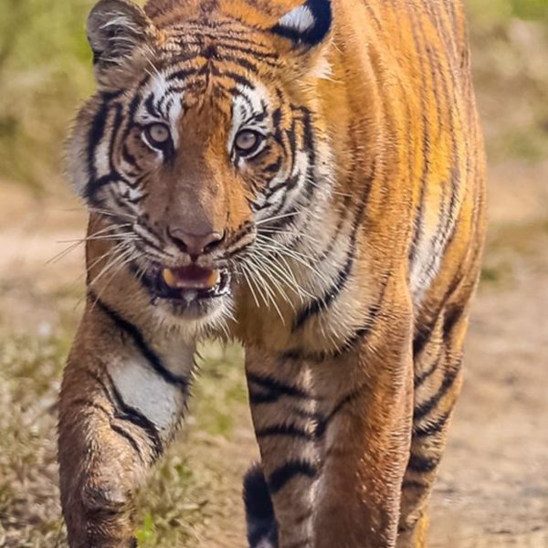Royal Bengal tiger in Chitwan National Park during Nepal wildlife safari