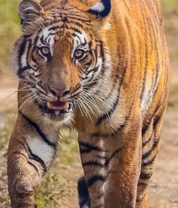 Royal Bengal tiger in Chitwan National Park during Nepal wildlife safari