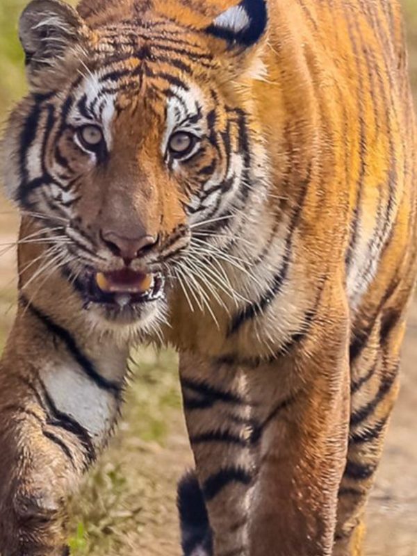 Royal Bengal tiger in Chitwan National Park during Nepal wildlife safari