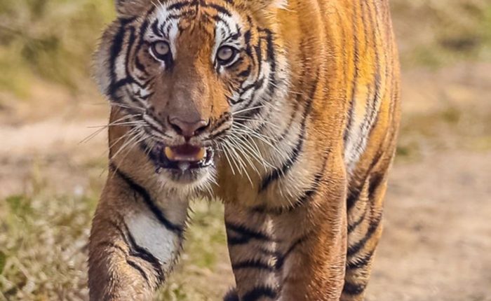 Royal Bengal tiger in Chitwan National Park during Nepal wildlife safari