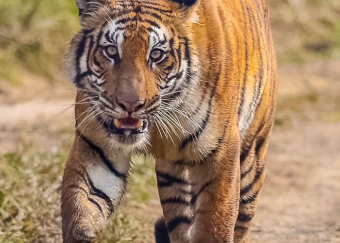 Royal Bengal tiger in Chitwan National Park during Nepal wildlife safari