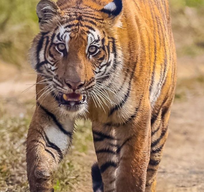 Royal Bengal tiger in Chitwan National Park during Nepal wildlife safari