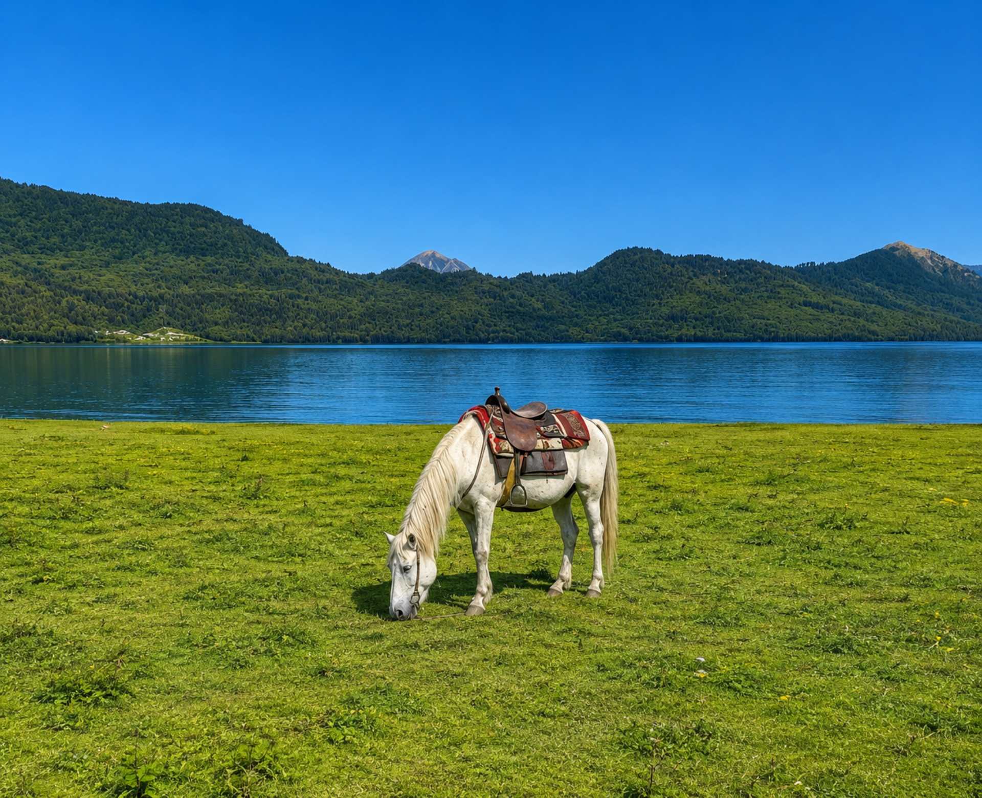 Horse Grazing Beside Rara Lake, Nepal White horse grazing on the grass beside Rara Lake with clear blue water and forested hills in Nepal