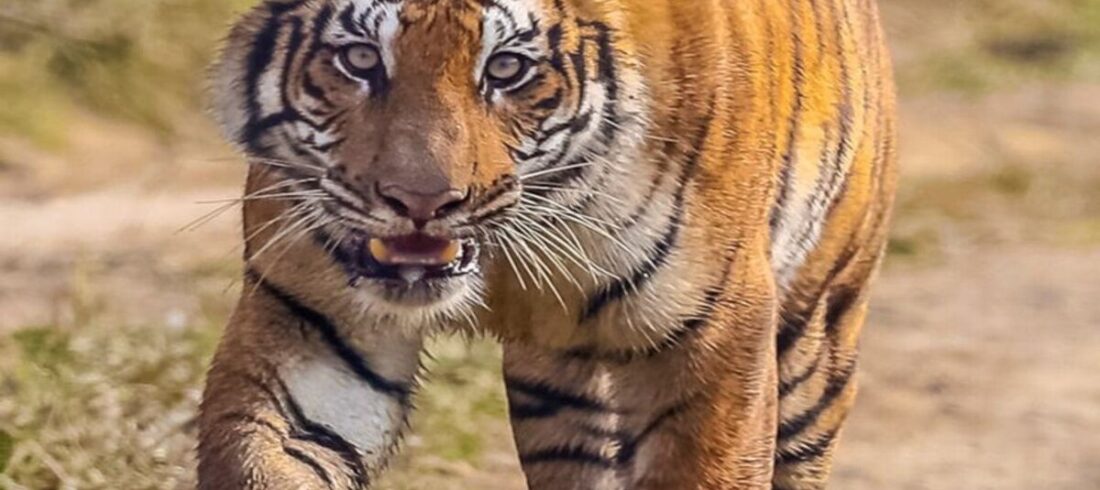 Bengal tiger walking on a jeep track in Chitwan National Park, Nepal.