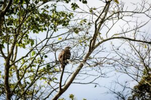 Bird of Prey Perched in Chitwan Forest Brown bird of prey perched on a bare branch in a tall tree