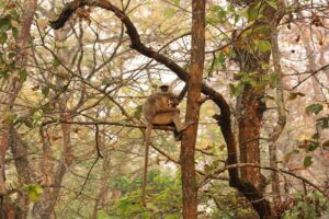 Grey Langur and Baby in Chitwan Forest Grey langur mother holding her baby on a tree branch in the forest