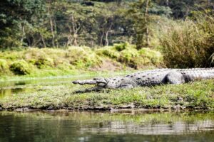 Mugger Crocodile on the Rapti Riverbank Mugger crocodile basking with its jaws open on a grassy riverbank