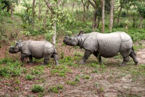 One-horned rhinos A one-horned rhino and her calf walking through the forest