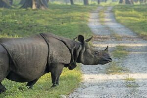 One-Horned Rhino Crossing a Jeep Track in Chitwan One-horned rhino stepping onto a gravel jeep track in grassland, with a small bird on its back
